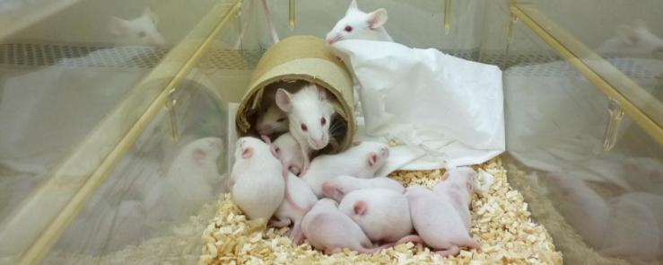 No One Likes to Live Alone: Social Housing of Lab Animals – Experimentació  Animal